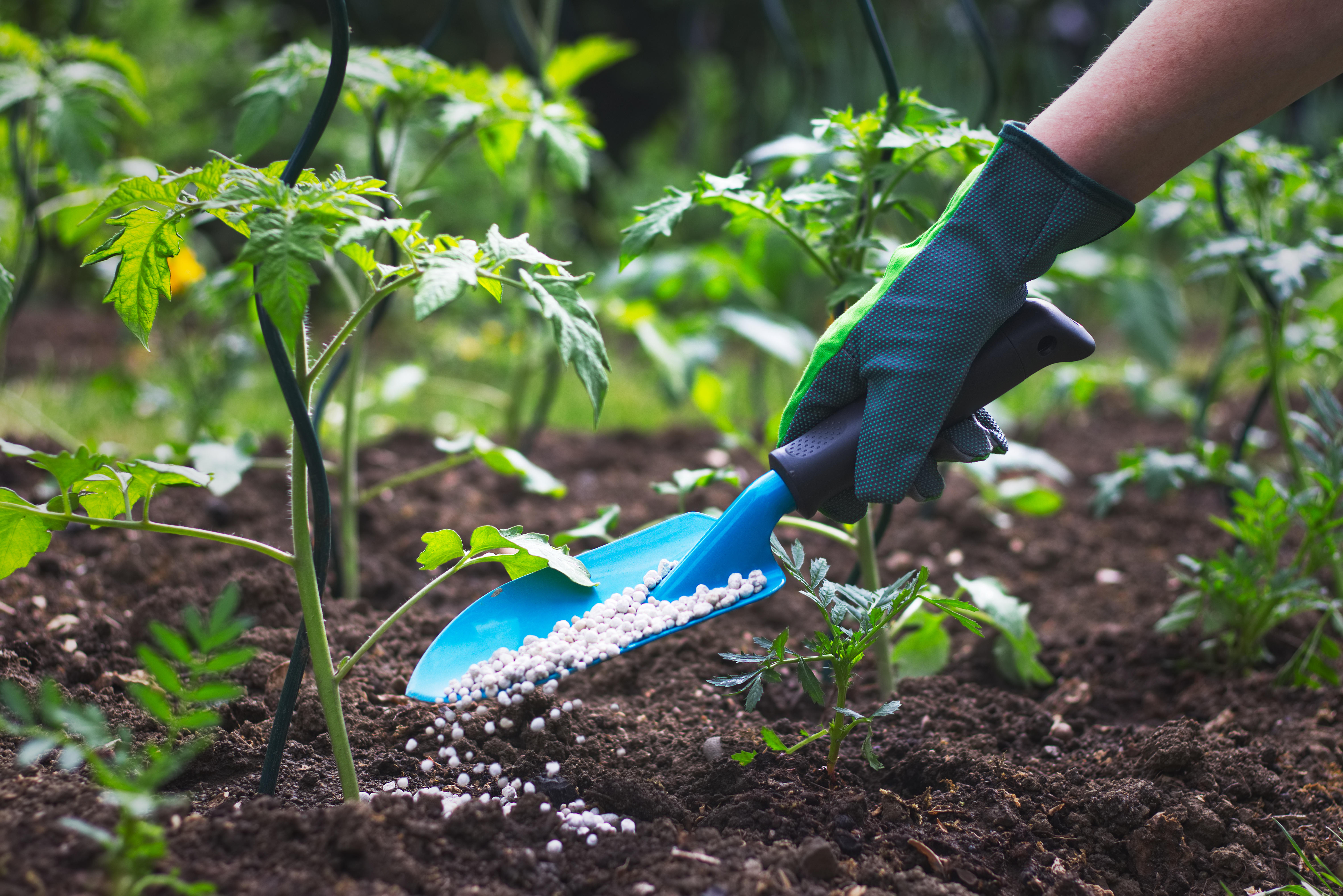 Fertilizing for winter - contact Hot Shot Sprinkler Repair & Landscape for winter lawn maintenance in Utah