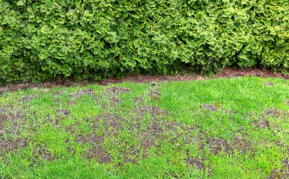 Spotty green and yellow lawn needs better coverage from Hot Shot Sprinkler Repair & Landscape's services.