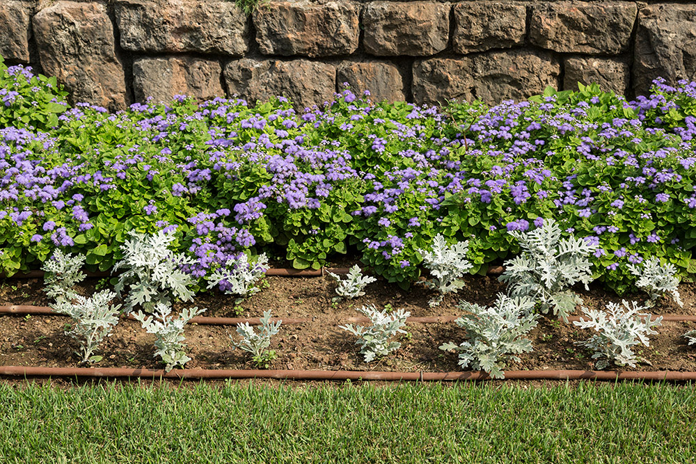 Drip irrigation in a flowerbed.