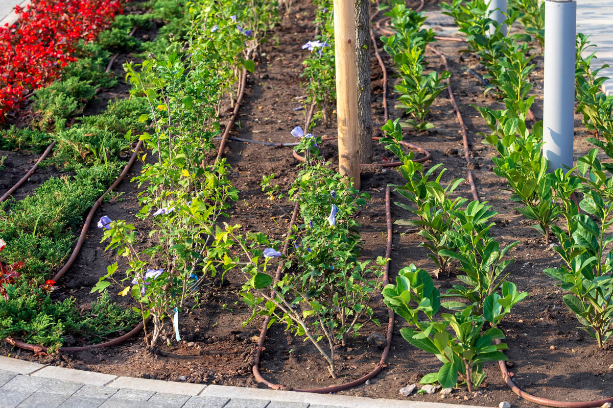 Drip irrigation in a flowerbed thanks to professionals at Hot Shot Sprinkler Repair & Landscape.