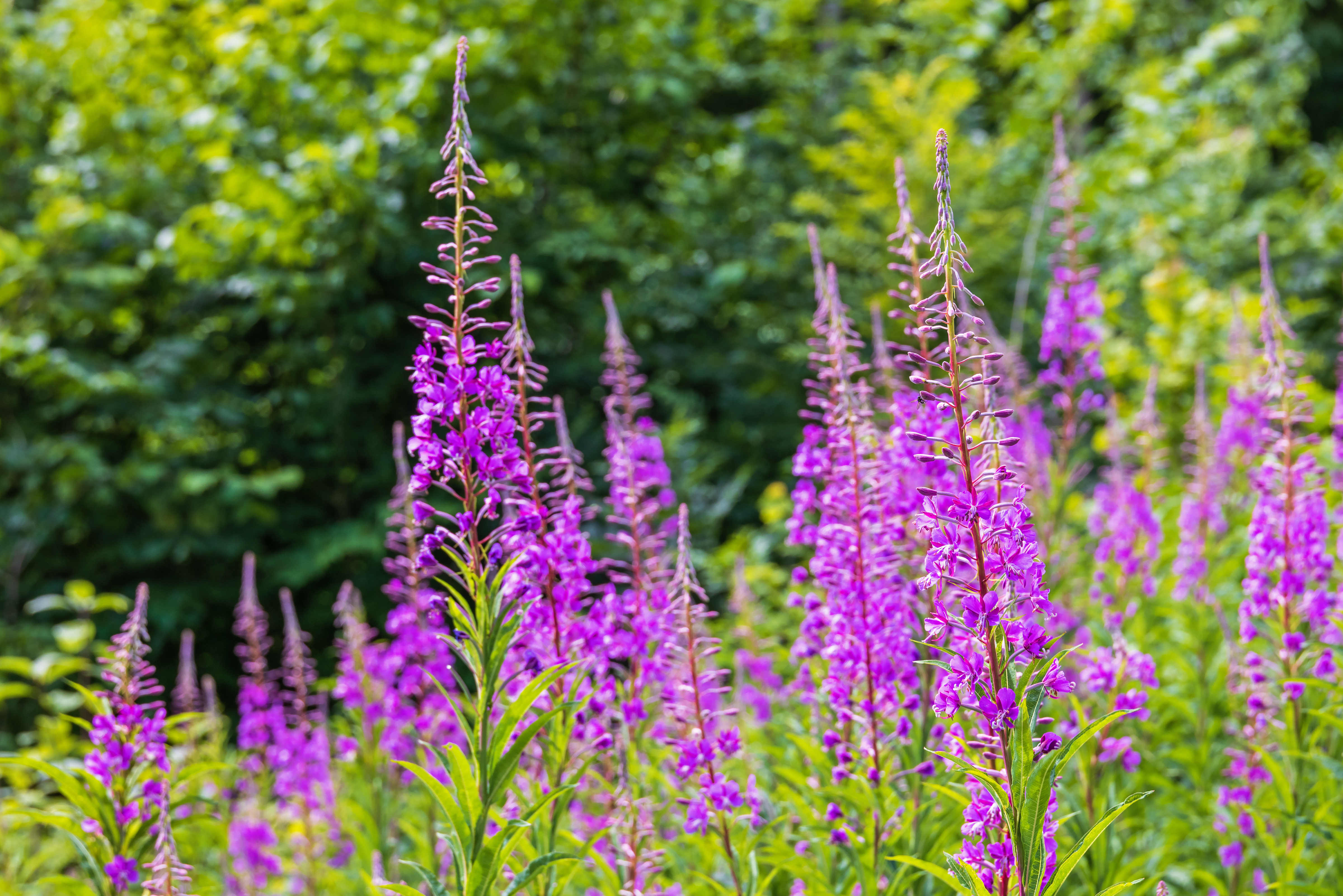 Hot Shot Sprinkler Repair & Landscape wildflower landscaping in Tooele, UT using fireweed.