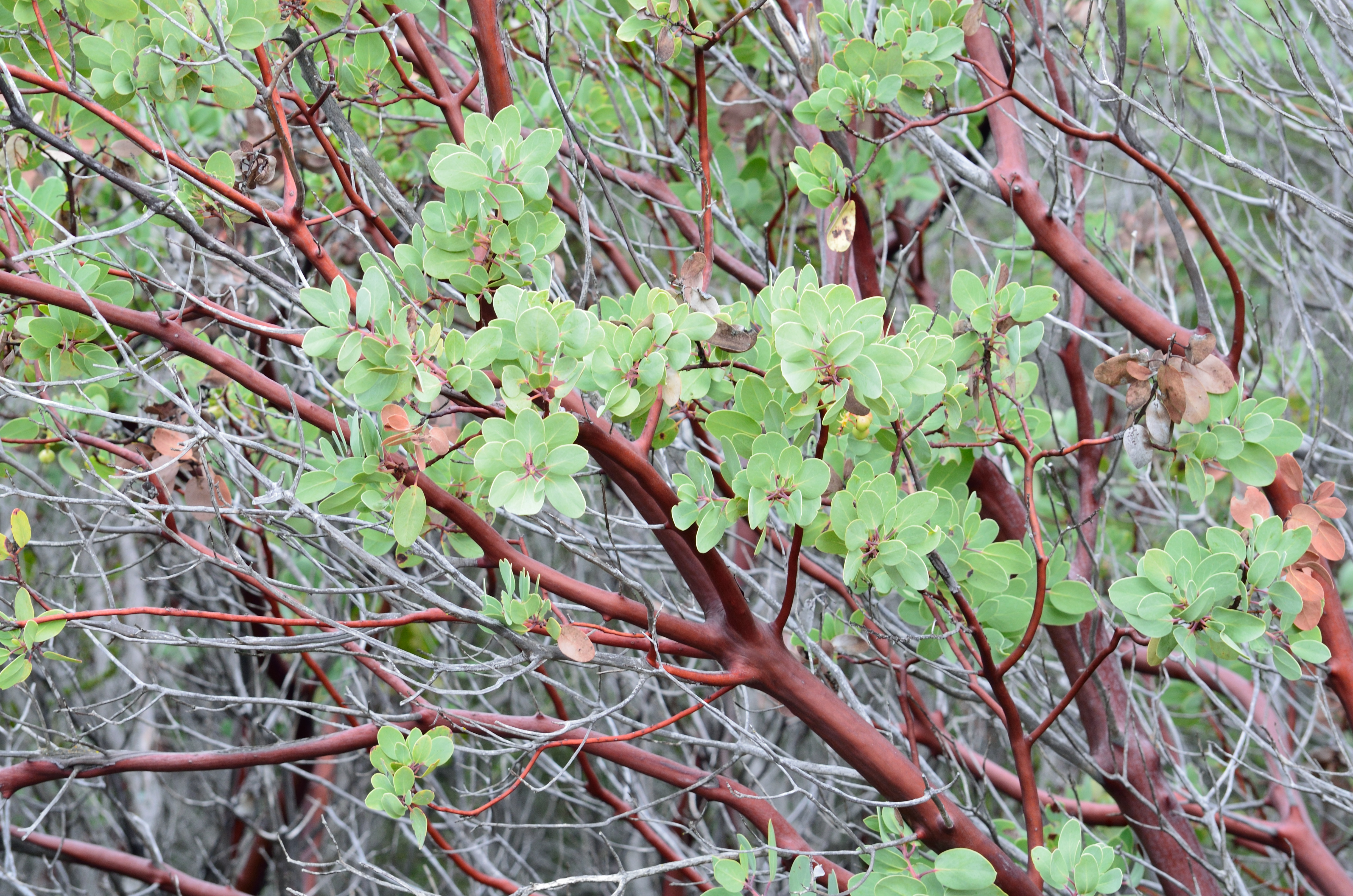 A manzanita shrub - contact Hot Shot Sprinkler Repair & Landscape for wildflower landscaping in Utah