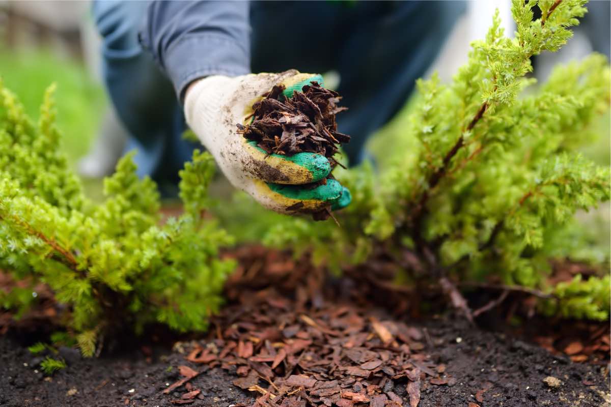 A Hot Shot Sprinkler Repair & Landscape professional adding mulch to a garden - contact us today to discuss mulching services in Utah!