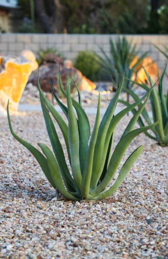 native grass and wildflower installation in Utah & Arizona