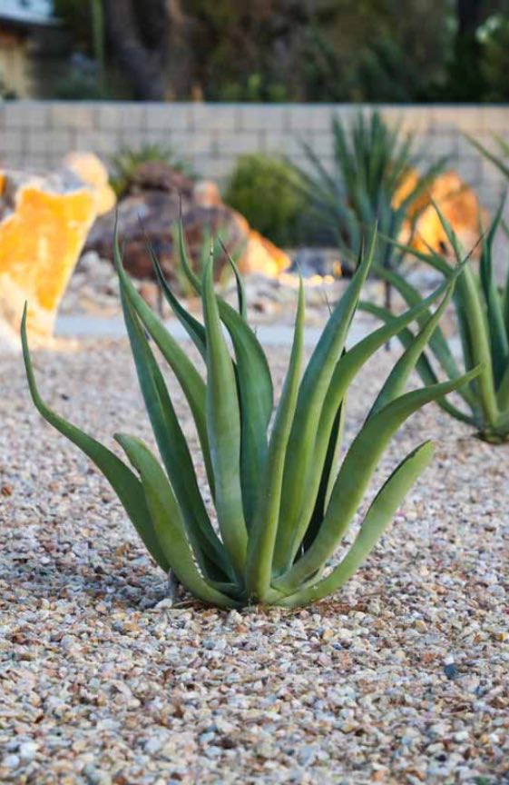 native grass and wildflower installation in Utah County