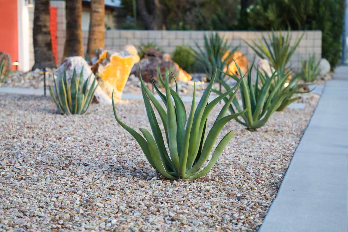 Desert lawn that requires none to little water to look beautiful, contact Hot Shot Sprinkler Repair & Landscape for landscaping in Farmington, UT.