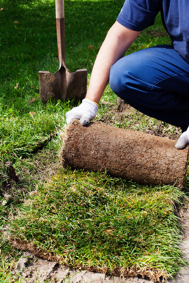 Green sod ready for removal from Hot Shot Sprinkler Repair & Landscape.