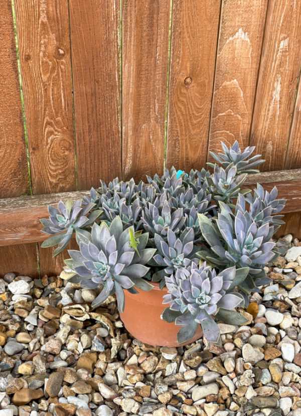 Hot Shot Sprinkler Repair & Landscape provides xeriscaping in Utah & Arizona.