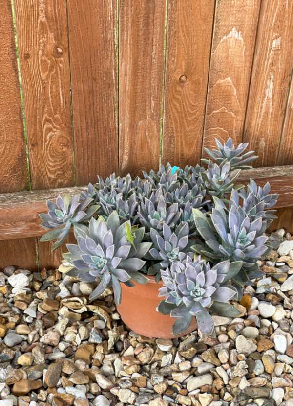 A cute little desert pot against a wall.